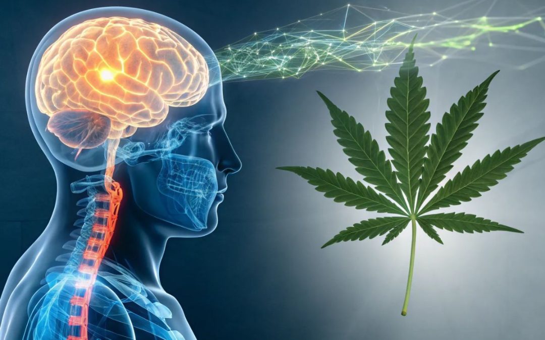 Beyond the Buzz: How Cannabis Affects Body and Mind