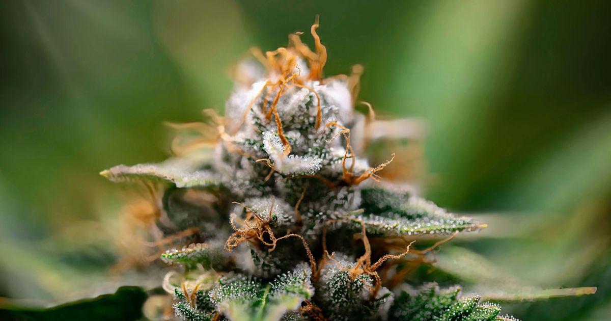 Strains and types