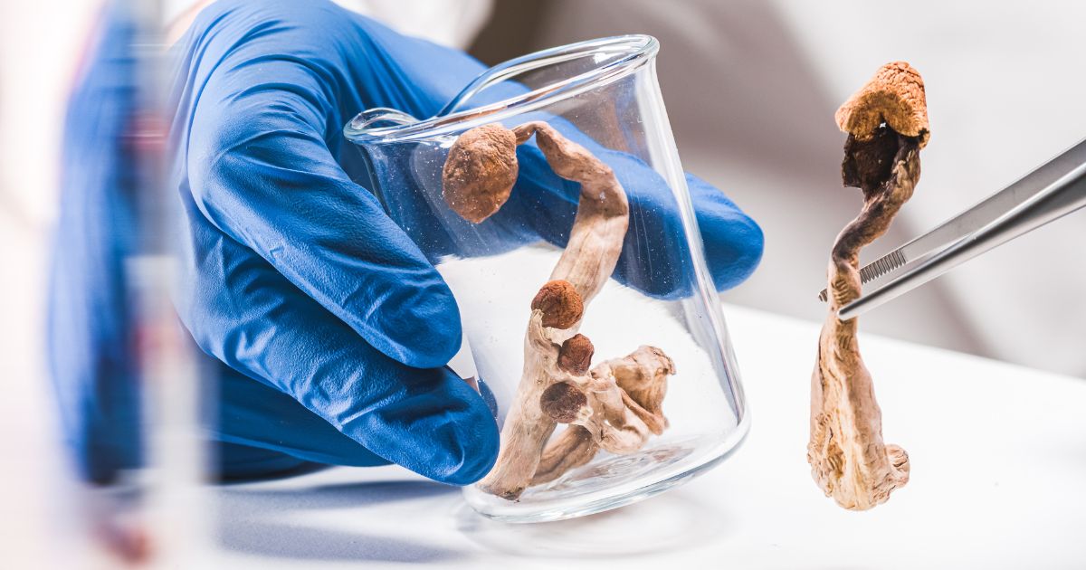 What Psilocybin Is — the chemistry in plain language