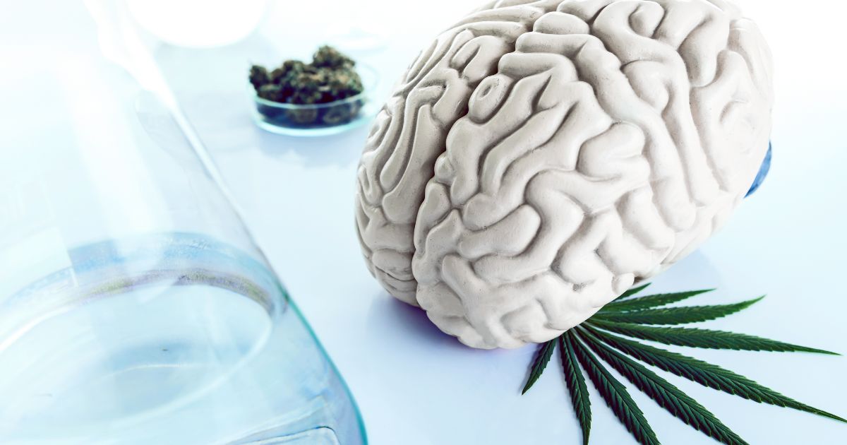 What cannabis does to your brain and body