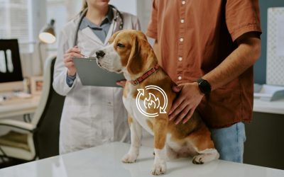 From Treats to Treadmills: The Real Secret to Your Dog’s Metabolic Health