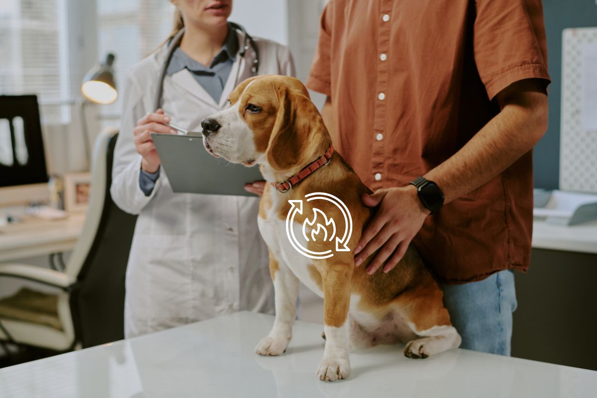 The Real Secret to Your Dog’s Metabolic Health